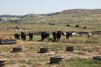 Ganader&iacute;a Brazuelas. D&iacute;a 30-08-18