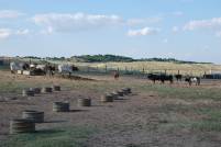 Ganader&iacute;a Condessa de Sobral. D&iacute;a 28-08-18