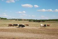 Ganader&iacute;a la Glorieta. D&iacute;a 27-8-18